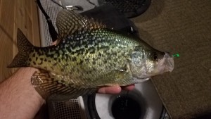 Crappie - Lindy Toad