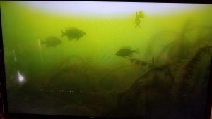 Underwater Sunfish